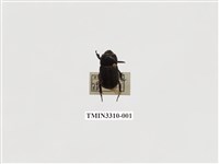 藏品(菲律賓圓金龜)的圖片